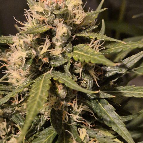 💚CHOCOLOPE 🍫 ☕️auto (56-63 BT) growlog timeline photo