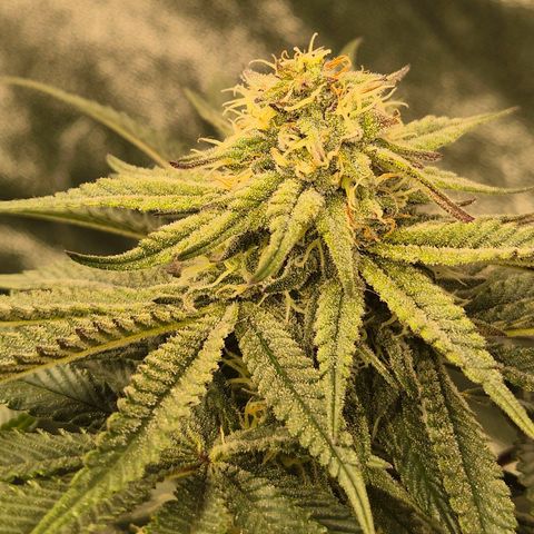 Mimosa evo stecki  🍊🍋🍍 (65-70bt) growlog timeline photo