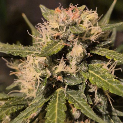 💚CHOCOLOPE 🍫 ☕️auto (56-63 BT) growlog timeline photo