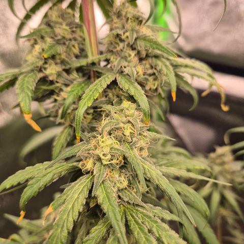 ICE 💚🧊 (63-70bt) growlog timeline photo