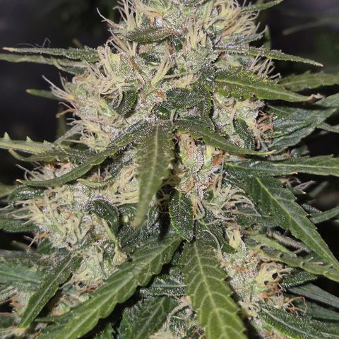 💚CHOCOLOPE 🍫 ☕️auto (56-63 BT) growlog timeline photo
