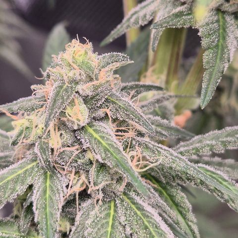 ICE 💚🧊 (63-70bt) growlog timeline photo