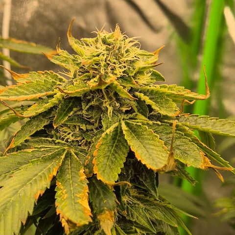 💚Bubba kush 🦝 (56-63 BT) growlog timeline photo