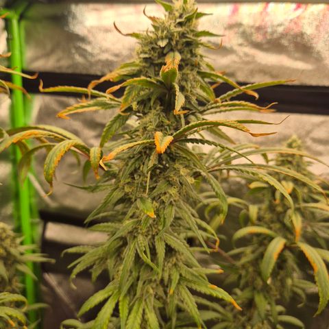ICE 💚🧊 (63-70bt) growlog timeline photo