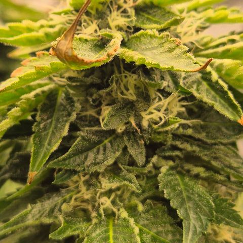 💚Bubba kush 🦝 (56-63 BT) growlog timeline photo