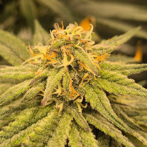Mimosa evo stecki  🍊🍋🍍 (65-70bt) growlog timeline photo