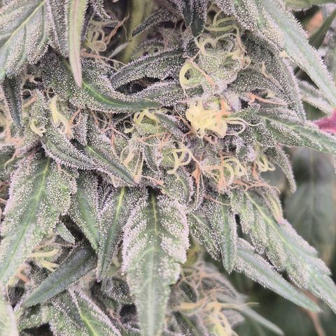 ICE 💚🧊 (63-70bt) growlog timeline photo