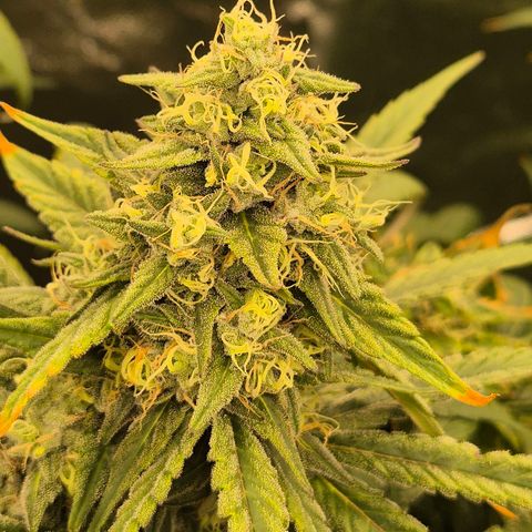 ICE 💚🧊 (63-70bt) growlog timeline photo