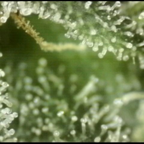 Ice cream cake 🍰 & permanent marker🖊(65-73bt) growlog timeline photo