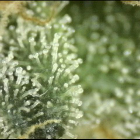 Ice cream cake 🍰 & permanent marker🖊(65-73bt) growlog timeline photo