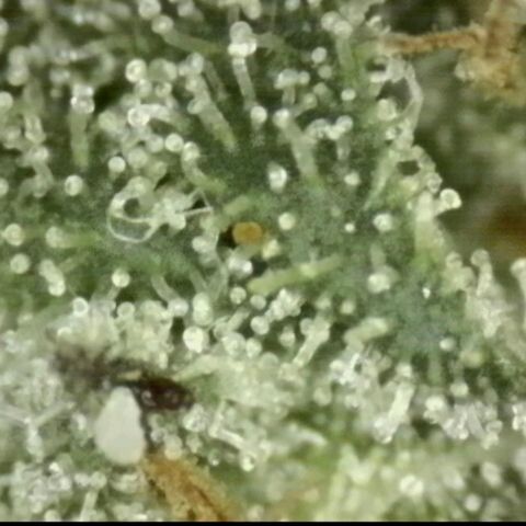 Ice cream cake 🍰 & permanent marker🖊(65-73bt) growlog timeline photo