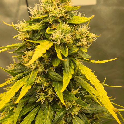 💚CHOCOLOPE 🍫 ☕️auto (56-63 BT) growlog timeline photo