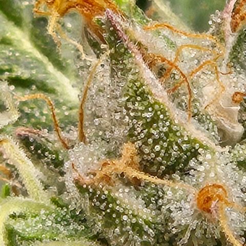 💚CHOCOLOPE 🍫 ☕️auto (56-63 BT) growlog timeline photo