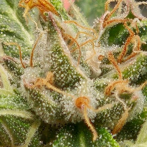 💚CHOCOLOPE 🍫 ☕️auto (56-63 BT) growlog timeline photo