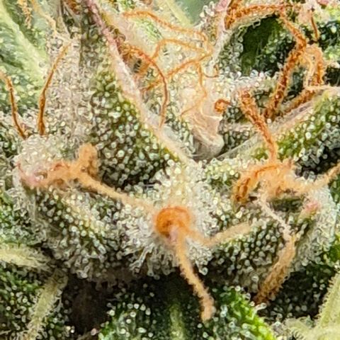 💚CHOCOLOPE 🍫 ☕️auto (56-63 BT) growlog timeline photo