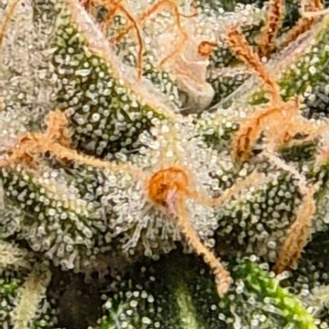 💚CHOCOLOPE 🍫 ☕️auto (56-63 BT) growlog timeline photo