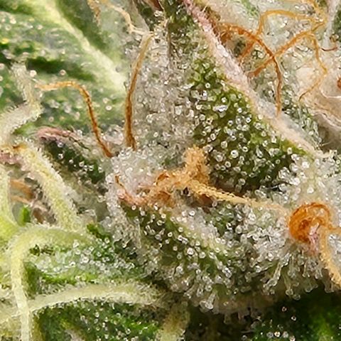 💚CHOCOLOPE 🍫 ☕️auto (56-63 BT) growlog timeline photo