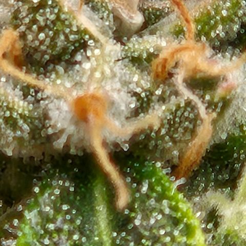 💚CHOCOLOPE 🍫 ☕️auto (56-63 BT) growlog timeline photo