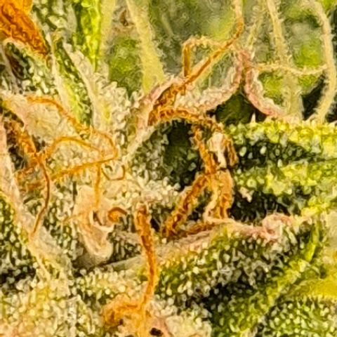 💚CHOCOLOPE 🍫 ☕️auto (56-63 BT) growlog timeline photo