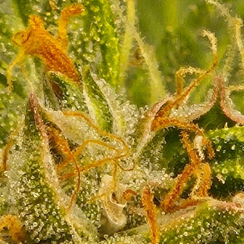 💚CHOCOLOPE 🍫 ☕️auto (56-63 BT) growlog timeline photo