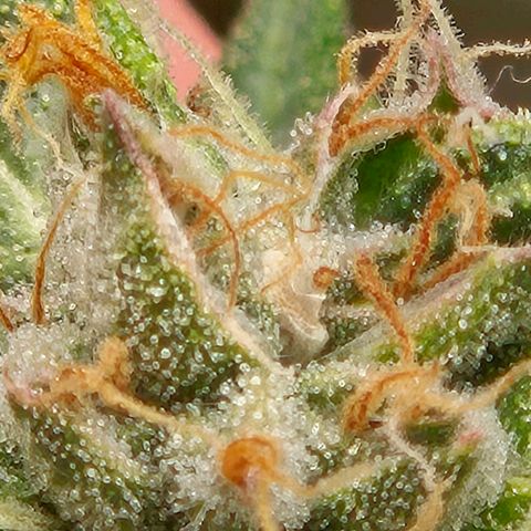 💚CHOCOLOPE 🍫 ☕️auto (56-63 BT) growlog timeline photo