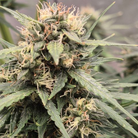 💚CHOCOLOPE 🍫 ☕️auto (56-63 BT) growlog timeline photo