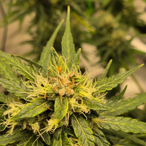 💚CHOCOLOPE 🍫 ☕️auto (56-63 BT) growlog timeline photo