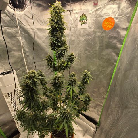 💚CHOCOLOPE 🍫 ☕️auto (56-63 BT) growlog timeline photo
