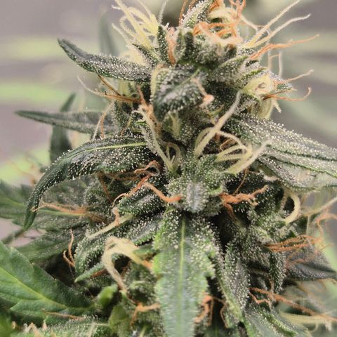 💚CHOCOLOPE 🍫 ☕️auto (56-63 BT) growlog timeline photo