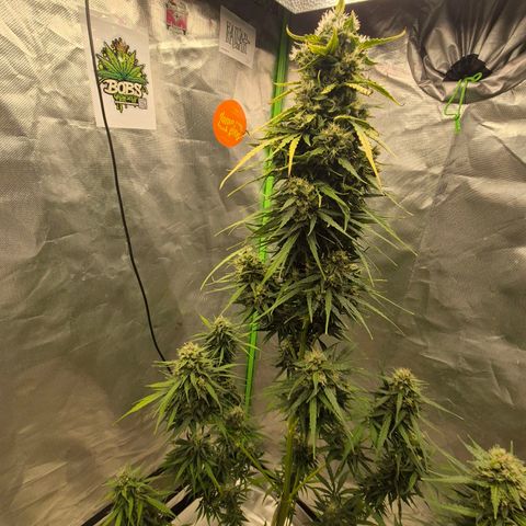💚CHOCOLOPE 🍫 ☕️auto (56-63 BT) growlog timeline photo