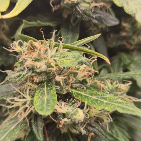 💚CHOCOLOPE 🍫 ☕️auto (56-63 BT) growlog timeline photo