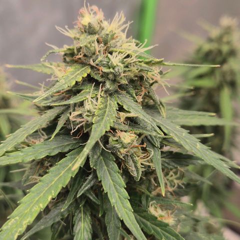 💚CHOCOLOPE 🍫 ☕️auto (56-63 BT) growlog timeline photo