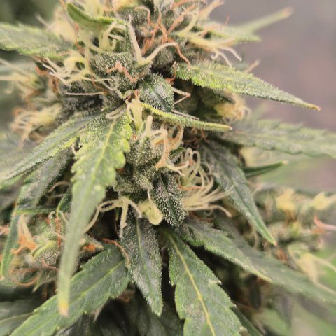 💚CHOCOLOPE 🍫 ☕️auto (56-63 BT) growlog timeline photo