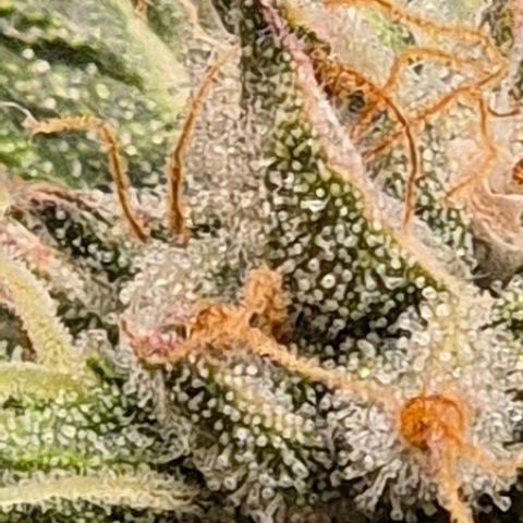 💚CHOCOLOPE 🍫 ☕️auto (56-63 BT) growlog timeline photo
