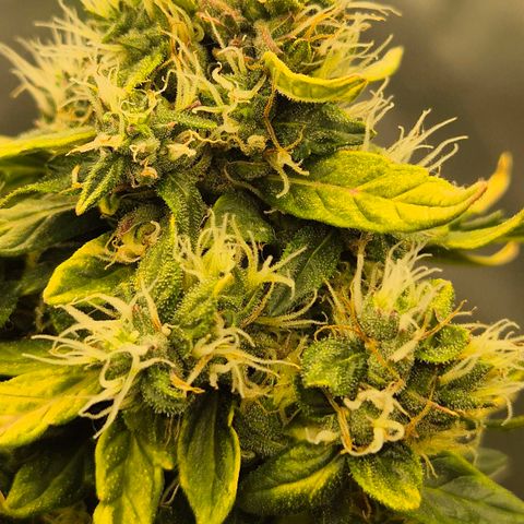 💚CHOCOLOPE 🍫 ☕️auto (56-63 BT) growlog timeline photo