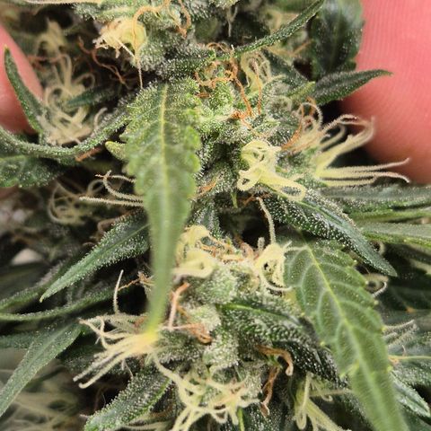 💚CHOCOLOPE 🍫 ☕️auto (56-63 BT) growlog timeline photo