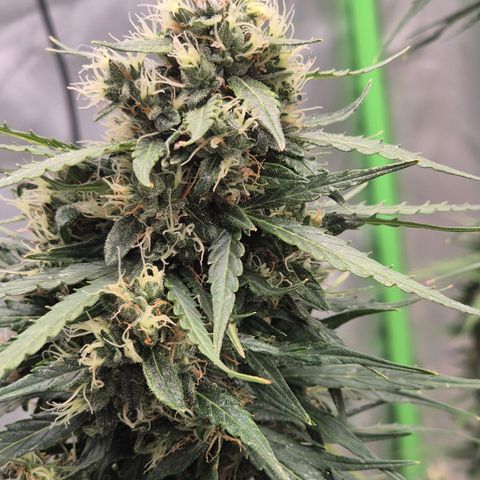 💚CHOCOLOPE 🍫 ☕️auto (56-63 BT) growlog timeline photo