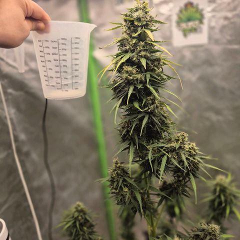 💚CHOCOLOPE 🍫 ☕️auto (56-63 BT) growlog timeline photo