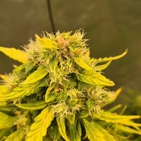 💚CHOCOLOPE 🍫 ☕️auto (56-63 BT) growlog timeline photo