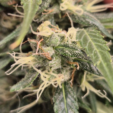 💚CHOCOLOPE 🍫 ☕️auto (56-63 BT) growlog timeline photo