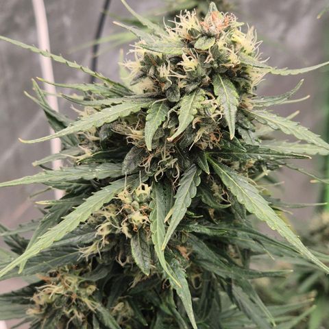 💚CHOCOLOPE 🍫 ☕️auto (56-63 BT) growlog timeline photo