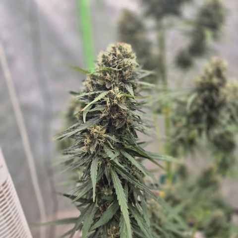 💚CHOCOLOPE 🍫 ☕️auto (56-63 BT) growlog timeline photo
