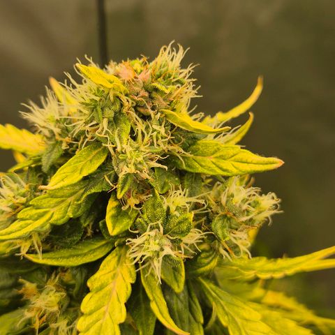 💚CHOCOLOPE 🍫 ☕️auto (56-63 BT) growlog timeline photo