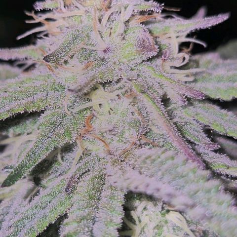 Tangerine dream 🌴 (60-65bt)  growlog timeline photo