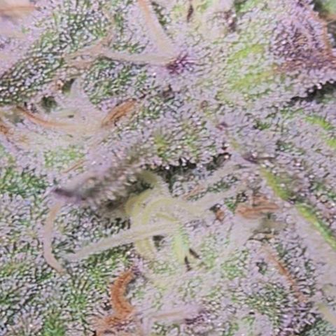 Tangerine dream 🌴 (60-65bt)  growlog timeline photo