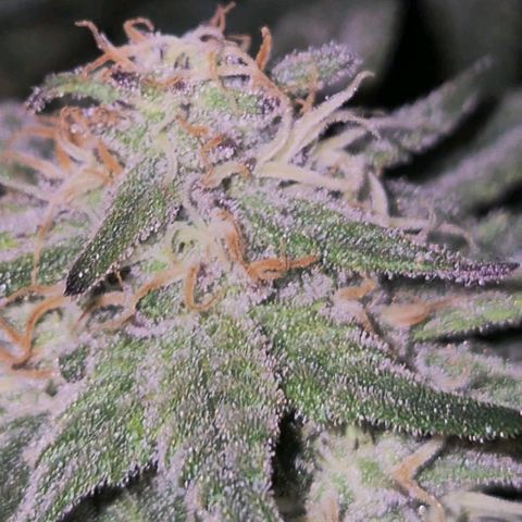 Tangerine dream 🌴 (60-65bt)  growlog timeline photo