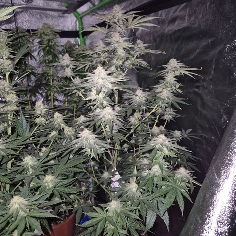 Mimosa evo stecki  🍊🍋🍍 (65-70bt) growlog timeline photo