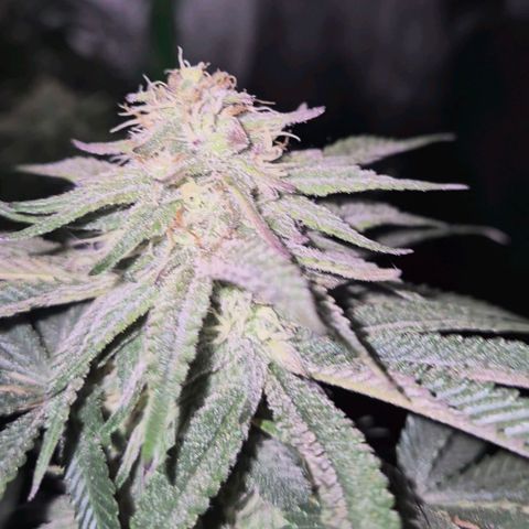 Tangerine dream 🌴 (60-65bt)  growlog timeline photo