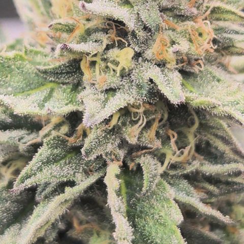 ICE 💚🧊 (63-70bt) growlog timeline photo
