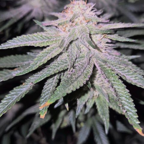 Tangerine dream 🌴 (60-65bt)  growlog timeline photo